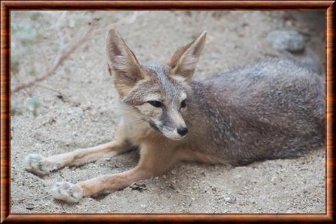 Renard-nain-living-desert-zoo.jpg