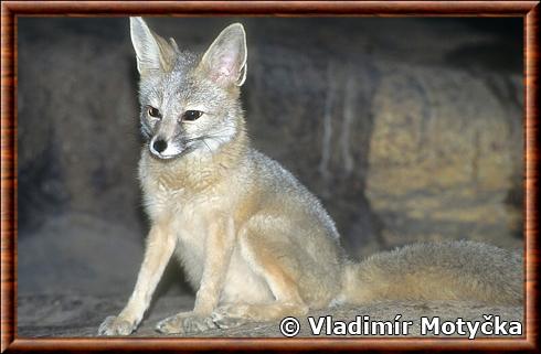 Renard nain au zoo d'Amsterdam