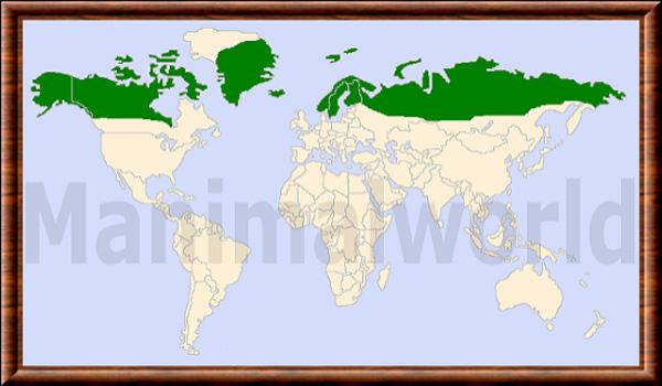 Renard polaire repartition