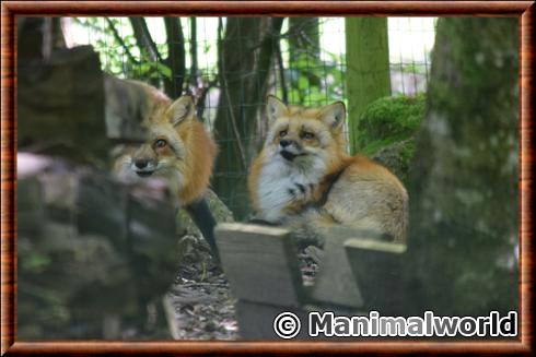 Renard roux parc animalier sainte croix