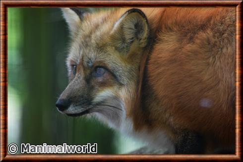 Renard roux portrait