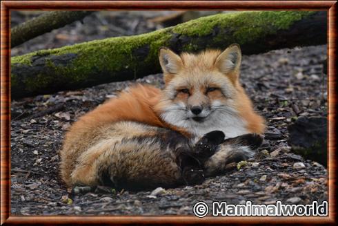 Vulpes vulpes (renard roux)