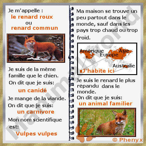 Renard roux fiche pour enfants