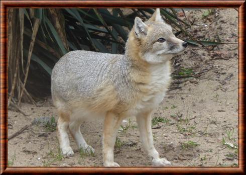 Renard veloce zoo de Rotterdam