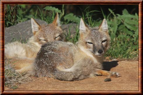 Renard veloce zoo Oklahoma