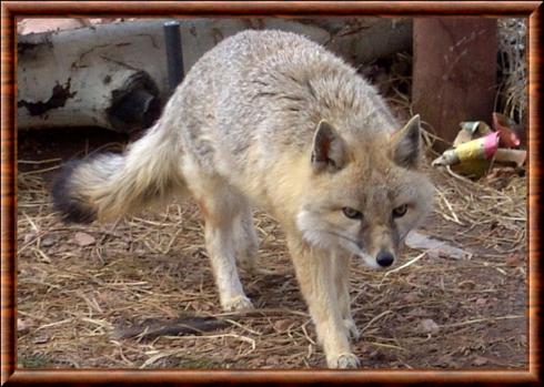 Renard véloce (Vulpes velox)