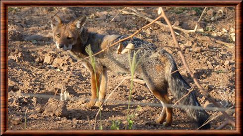 Renard de la pampa