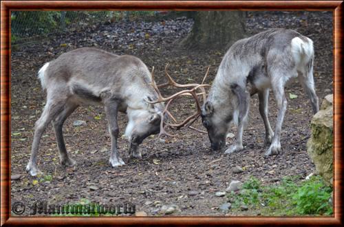 Renne (Rangifer tarandus)