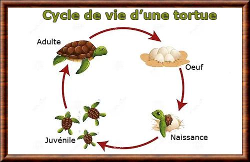 Reptile cycle vie tortue