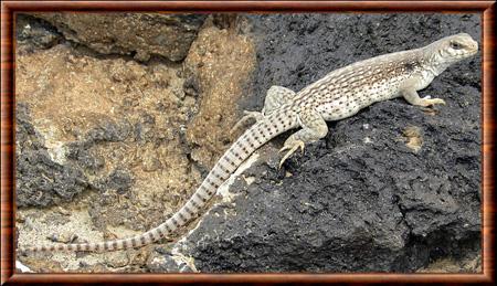 Reptile iguane du desert