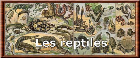 Reptiles