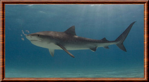 Requin 05