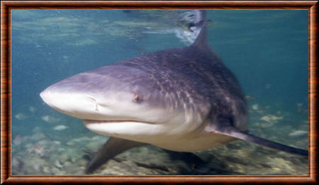Requin 06