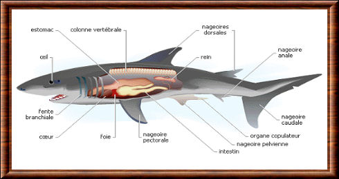 Requin anatomie