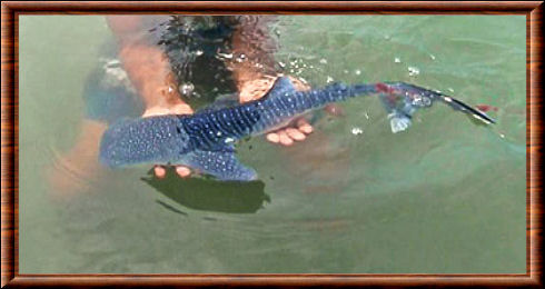 Requin-baleine 02