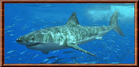 Requin mako • Isurus oxyrinchus • Fiche poissons