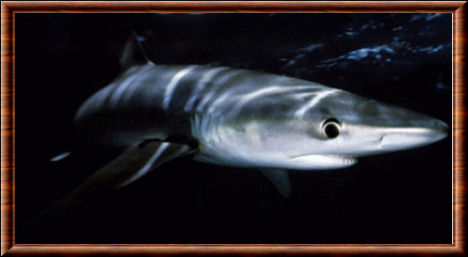 Requin bleu (Prionace glauca)