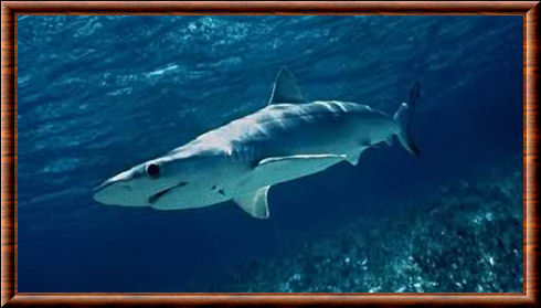 Requin bleu 04