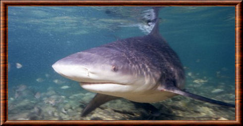 Requin bouledogue (Carcharhinus leucas)