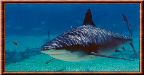 Requin bouledogue 01