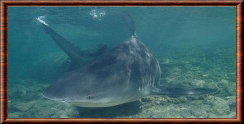 Requin bouledogue 02