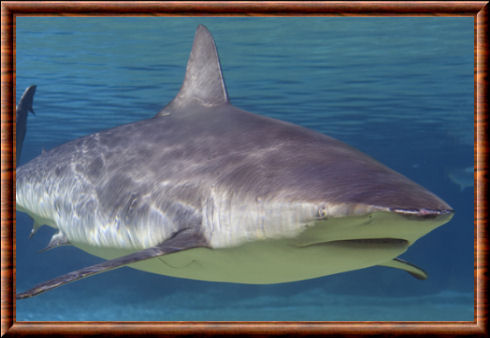 Requin bouledogue 03