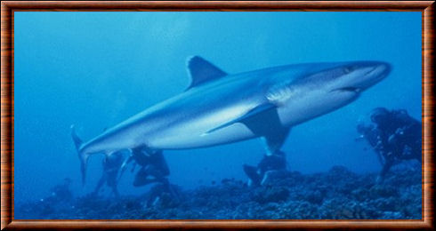 Requin dagsit