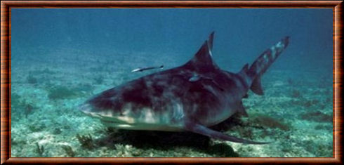 Requin du Zambèze