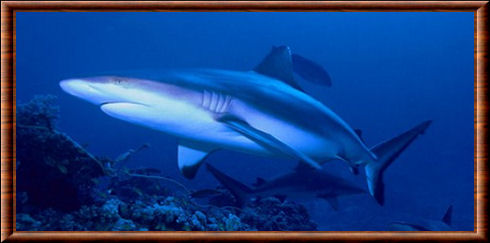 Requin gris de récif (Carcharhinus amblyrhynchos)