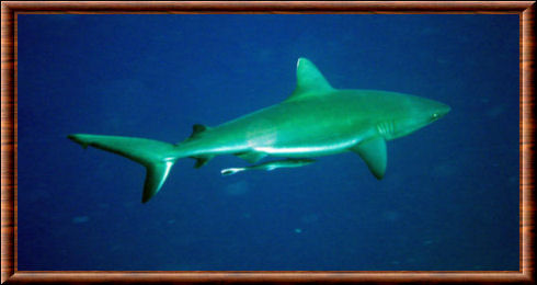 Requin gris de récif 03