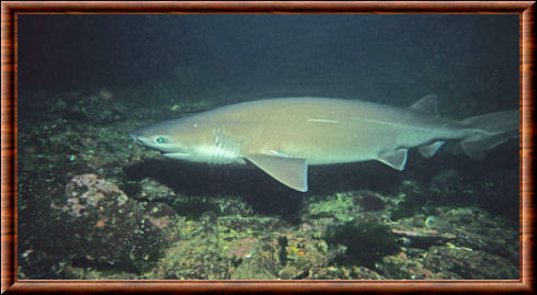 Requin griset (Hexanchus griseus)