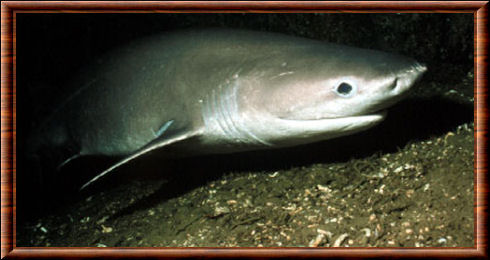 Requin griset 03