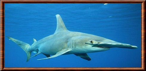 Requin Marteau