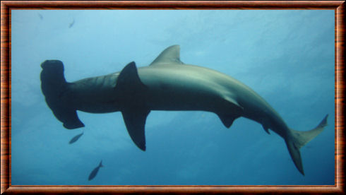 Requin marteau 01