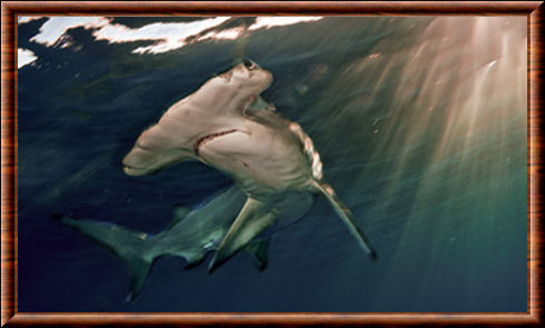 Requin-marteau 02