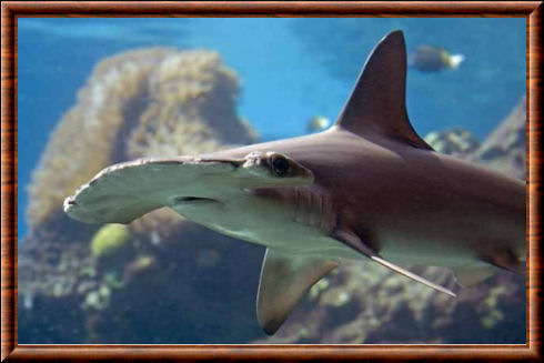 Requin-marteau aile blanche (Spyrna couardi)