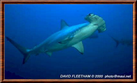 La Couleur Blanche De Forme D'ailerons De Requin D'antenne