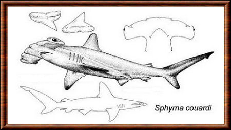 Requin-marteau aile blanche 02