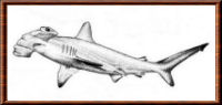 Requin-marteau aile blanche