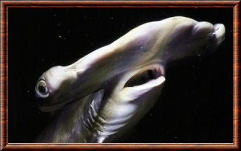 Requin-marteau à petits yeux (Sphyrna tudes)
