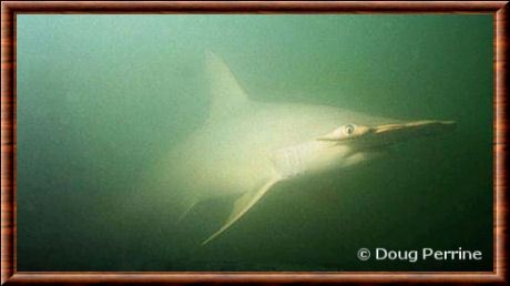 Requin-marteau à petits yeux 03