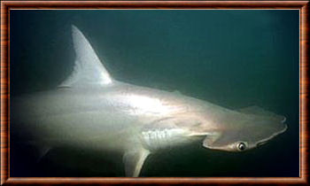 Requin-marteau à petits yeux 05