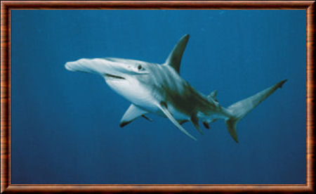Requin-marteau commun 01