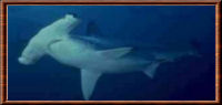 Requin-marteau commun