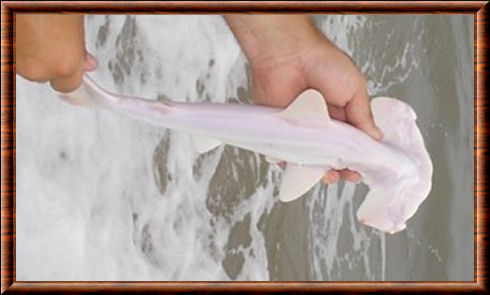 Requin-marteau cornu (Sphyrna corona)
