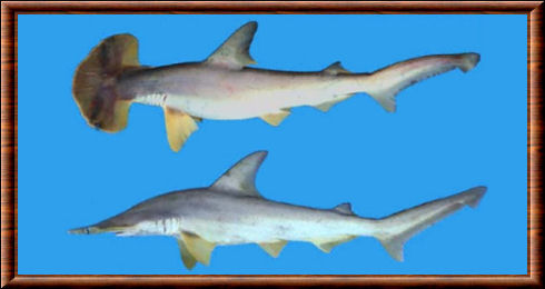 Requin-marteau cornu 02