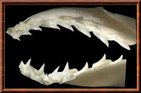 Requin-marteau cornu 03