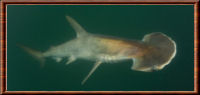 Requin-marteau écope