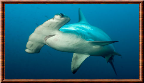 Requin-marteau halicorne (Sphyrna lewini)