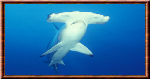 Requin-marteau halicorne 03